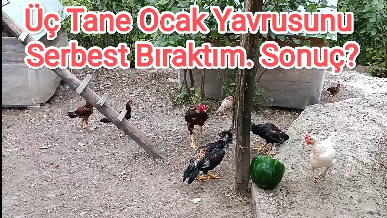 Üç Tane Ocak Yavrusunu Serbest Bıraktım .Büyük Horoz Başlarındaydı. Sonuç🤔