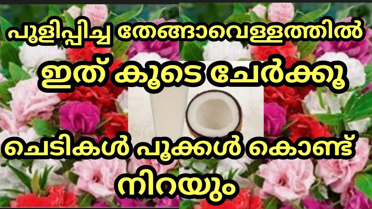 Coconut Water Fertilizer for flowering / തേങ്ങ വെള്ളത്തിൽ ഇത് കൂടെ ചേർത്താൽ ചെടികൾ നിറയെ പൂക്കും