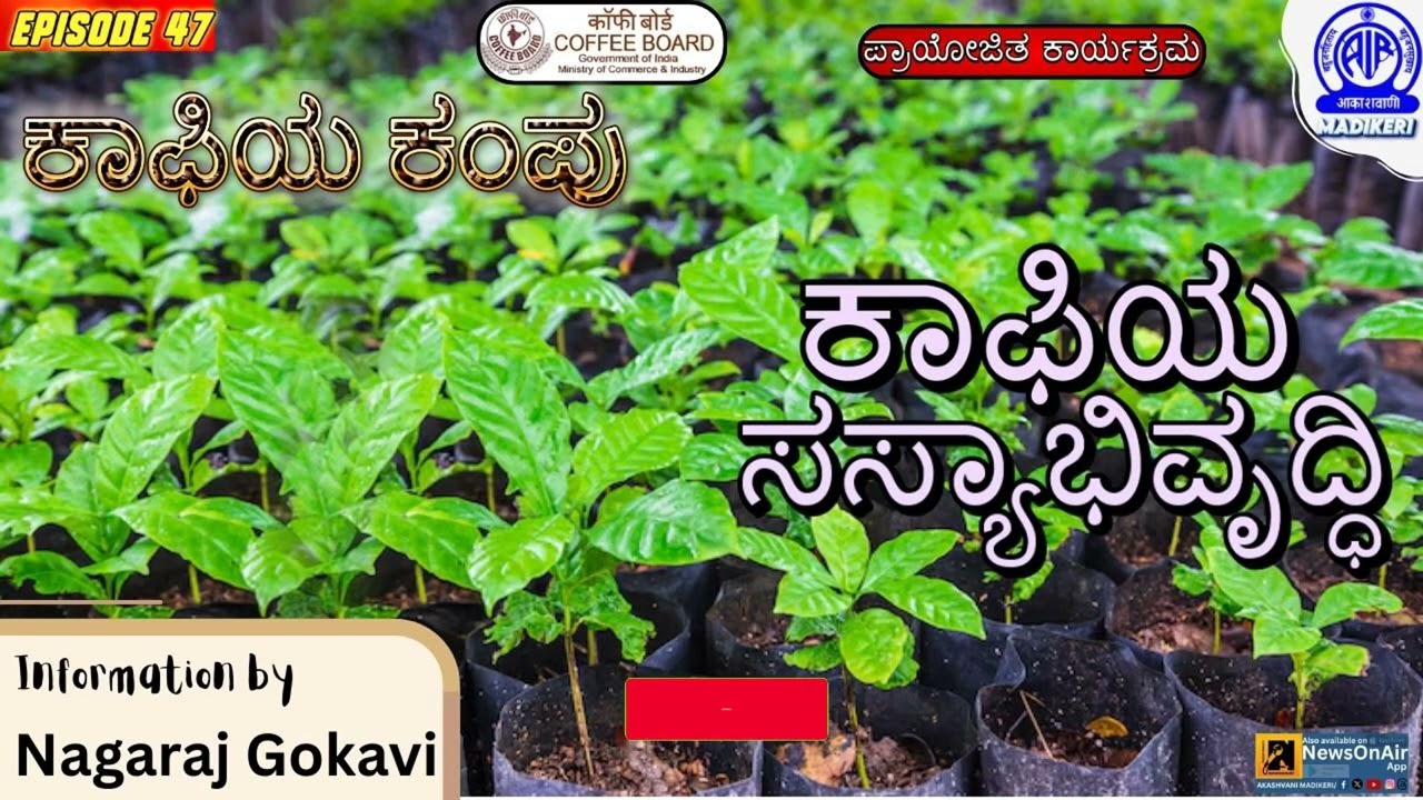 COFFEEYA KAMPU | RAISING OF COFFEE SEEDLINGS | NAGARAJ GOKAVI