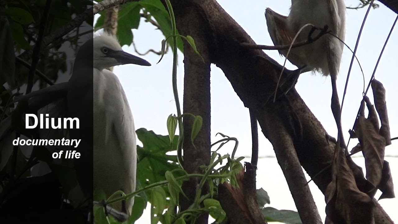 Little egret (Egretta garzetta)