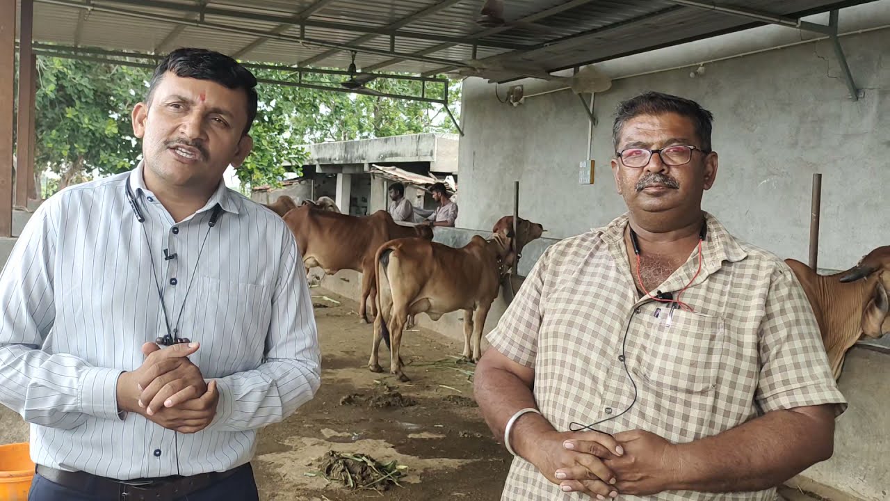 અશક્ય કઈ જ નથી.....! 300 વીઘા માં ગાય આધારિત ખેતી.