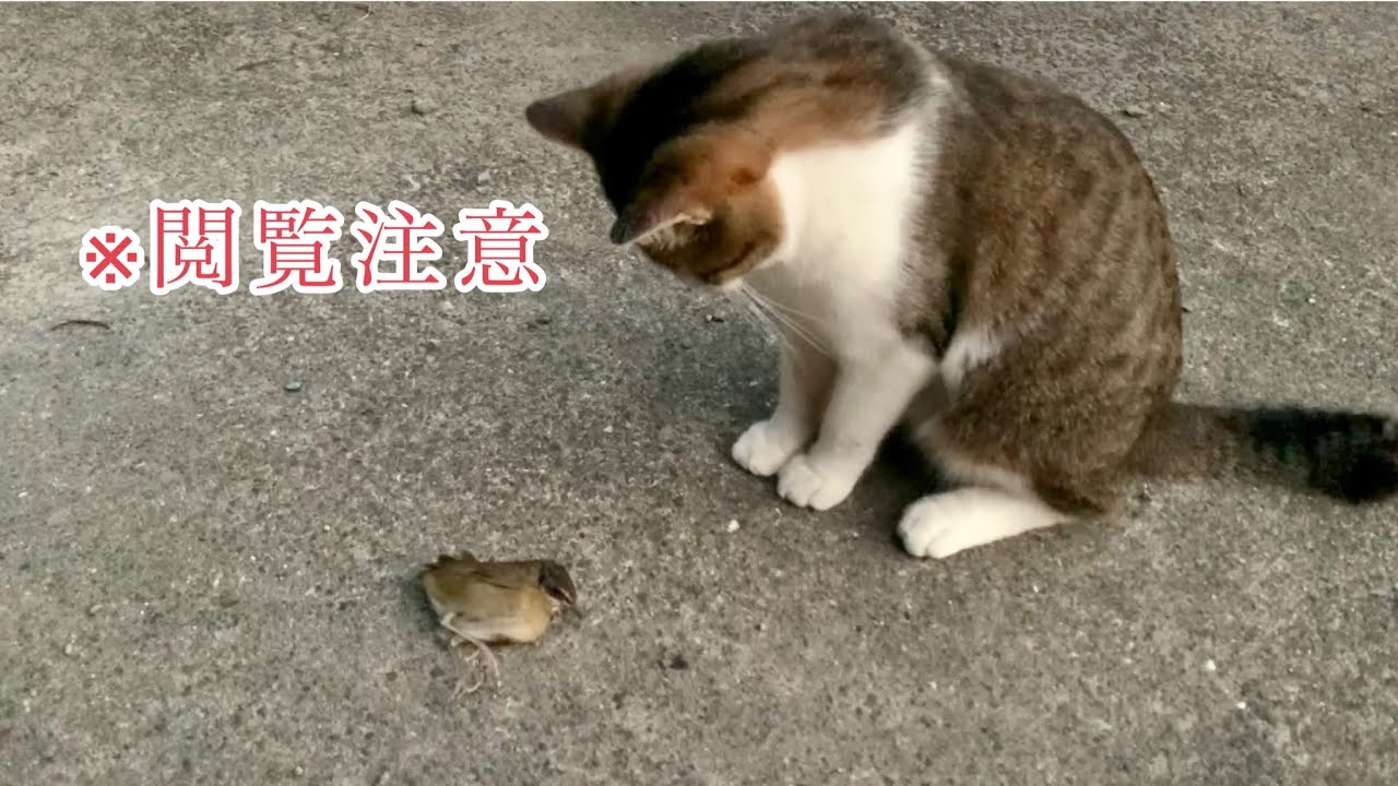 猫が鳥を捕まえたらこうなります