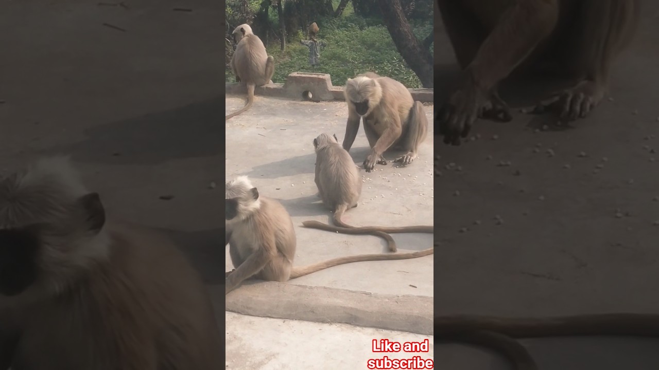 Monkey Baby Bon Bon oes to the toilet and plays with Ducklings in the swimming pool 