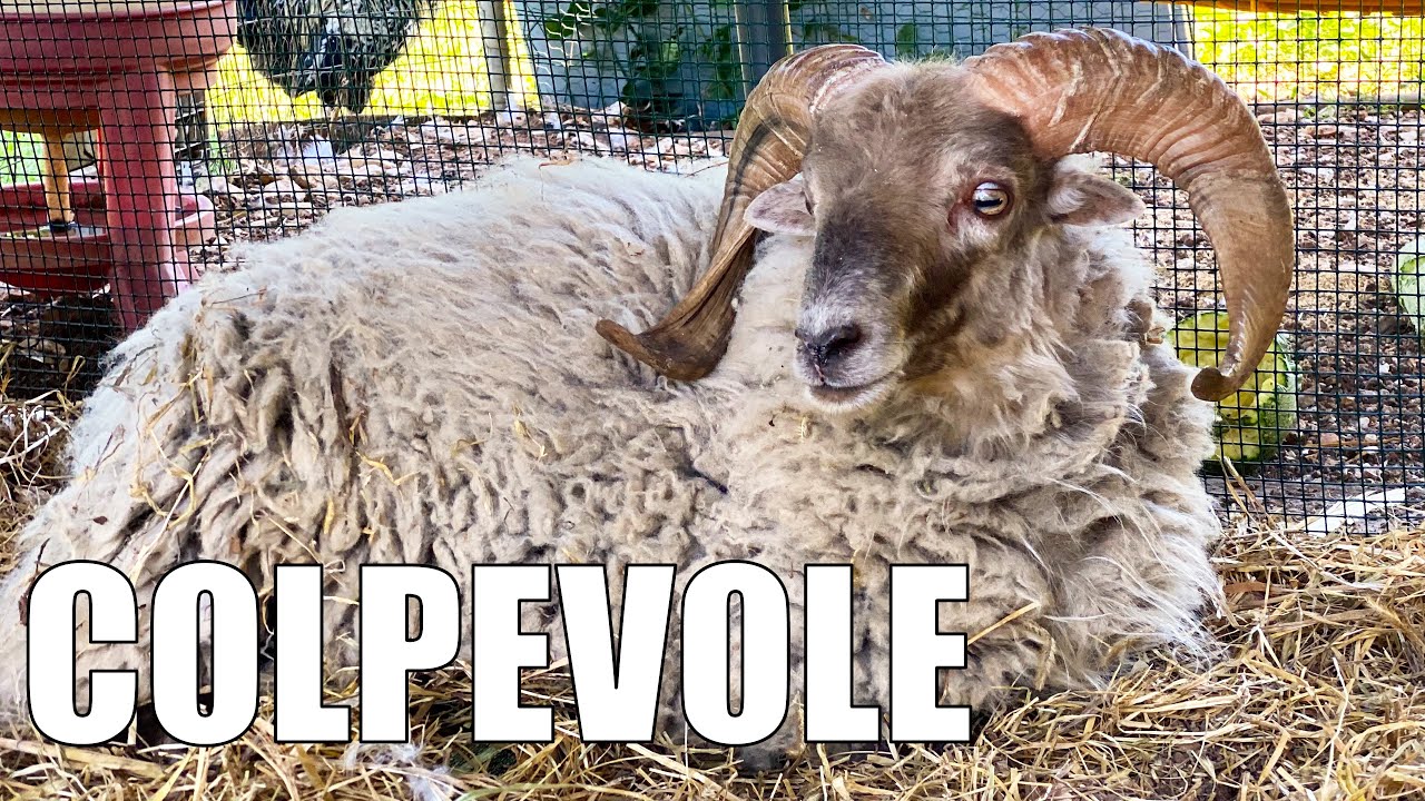 Le PECORE hanno FATTO un DISASTRO (veramente grosso)