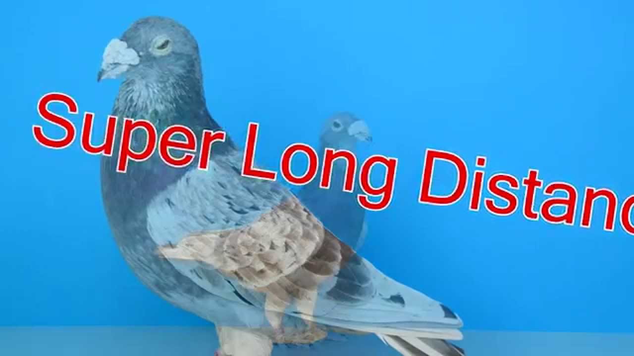 Learning about Pigeon in Hiroshima Japan (D-7)