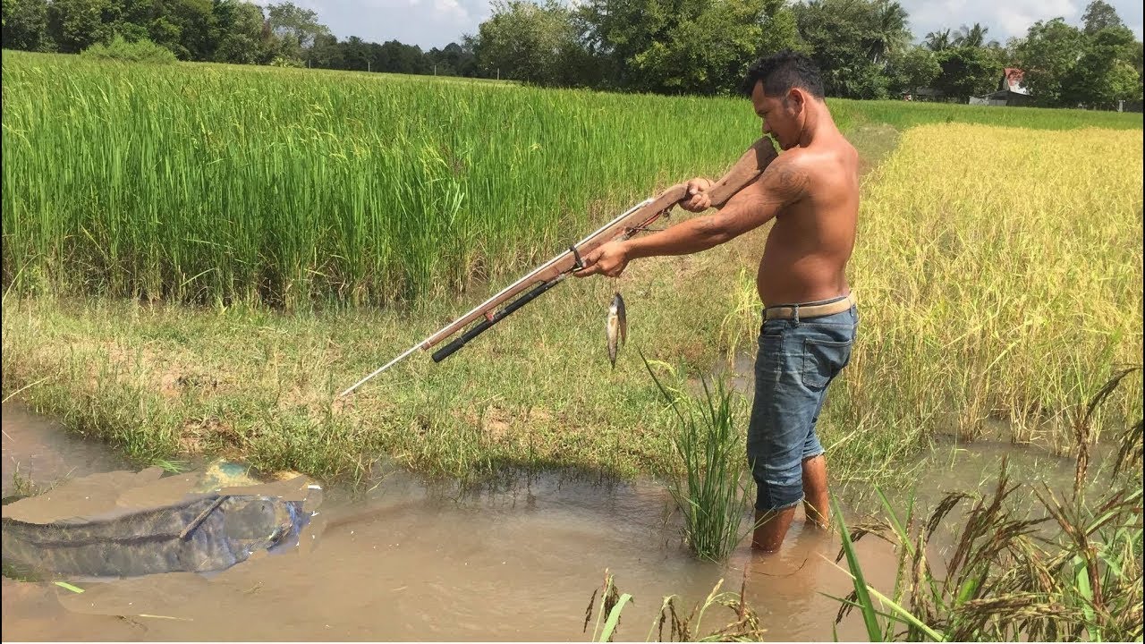 Shooting fish with gun