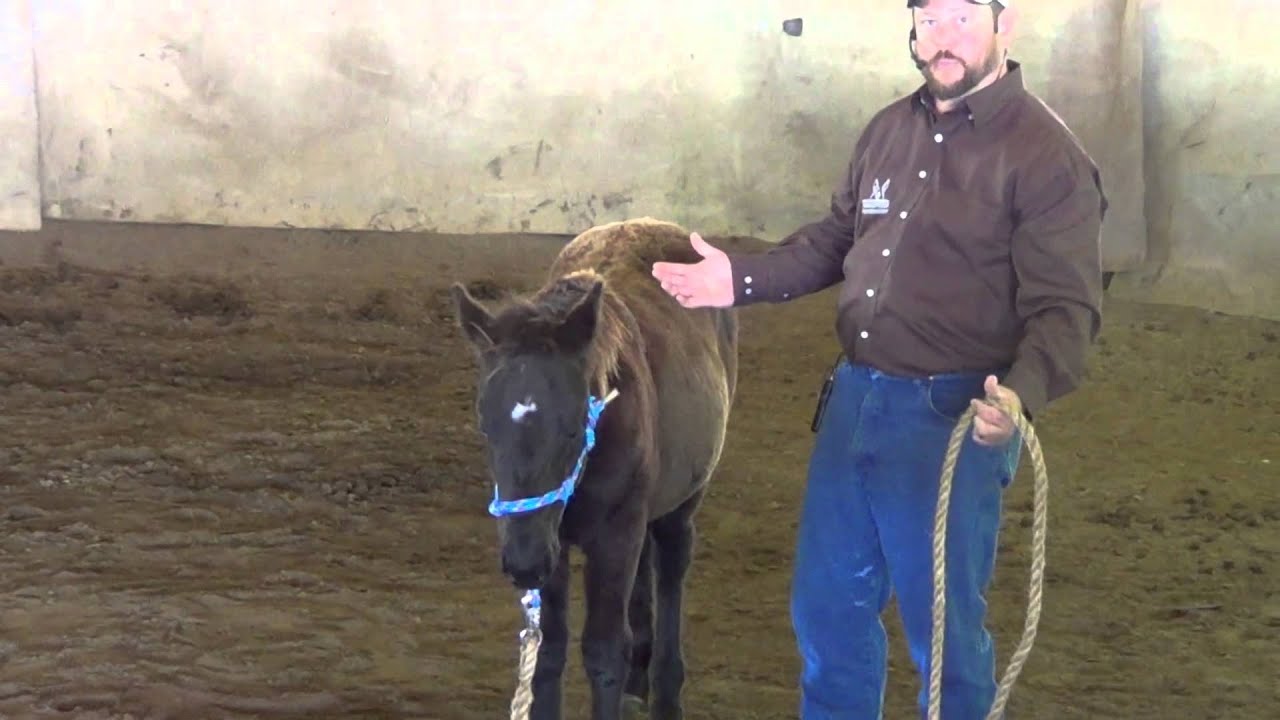 Halter Breaking a Foal with Scarlet