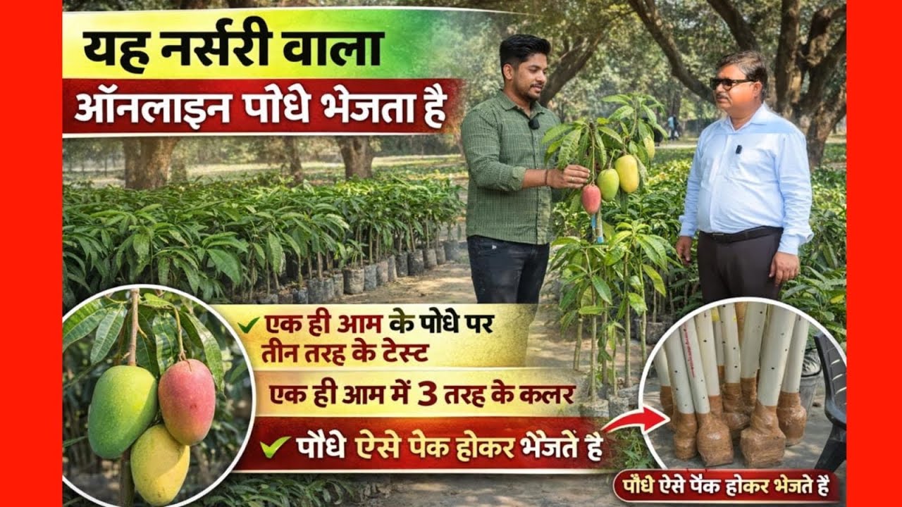 एक ही आम के पौधे पर 3 तरह के टेस्ट 😱 | यह नर्सरी वाला ऑनलाइन पौधे भेजता है | Mango Plant Nursery
