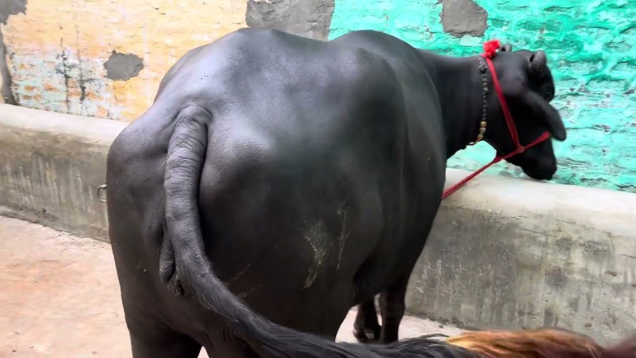 सेल के लिए उपलब्ध first Time की झोटी || (@Chhokerfarm711 )#dairyfarm #farm #dairy #animals #viral