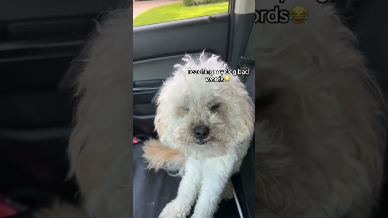 Man teaching his dog how to cursing at people #trending #funnyvideos #youtubeshorts #comedy #clip