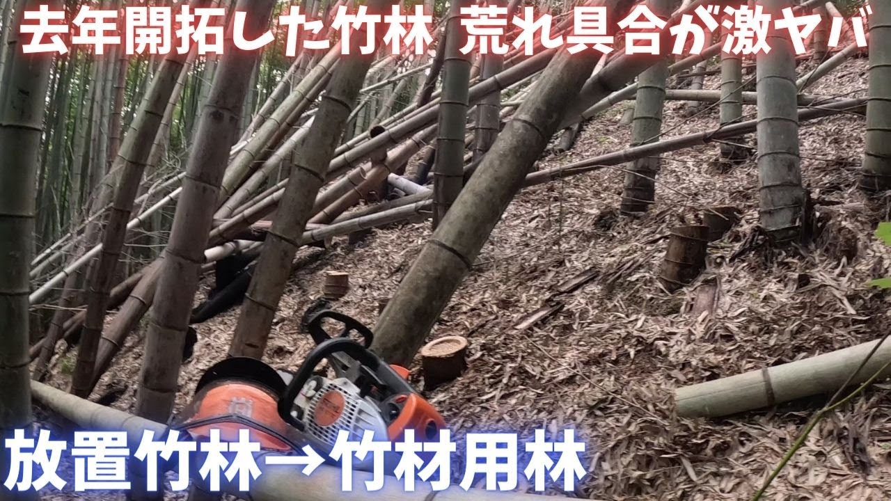 竹林って開拓整備しても１年で結構荒れます【放置竹林を竹材用林へ １日目】