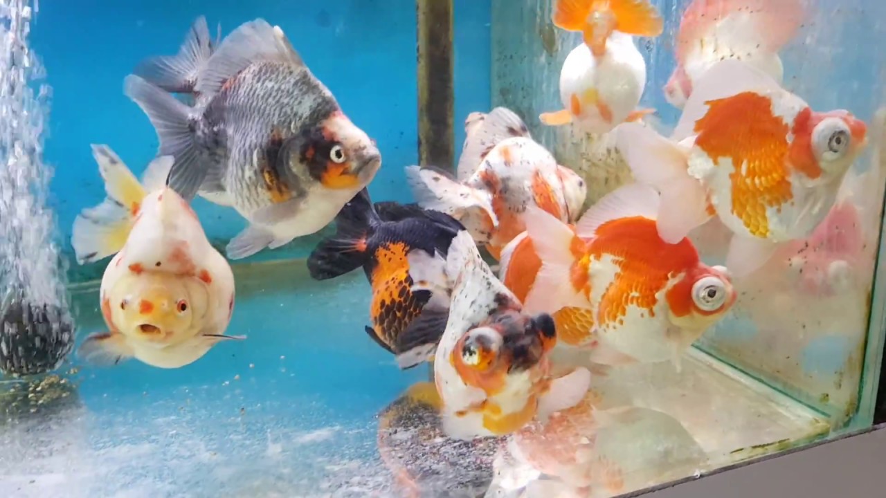 My Visit to Fancy Goldfish Store in the Hague in Netherlands