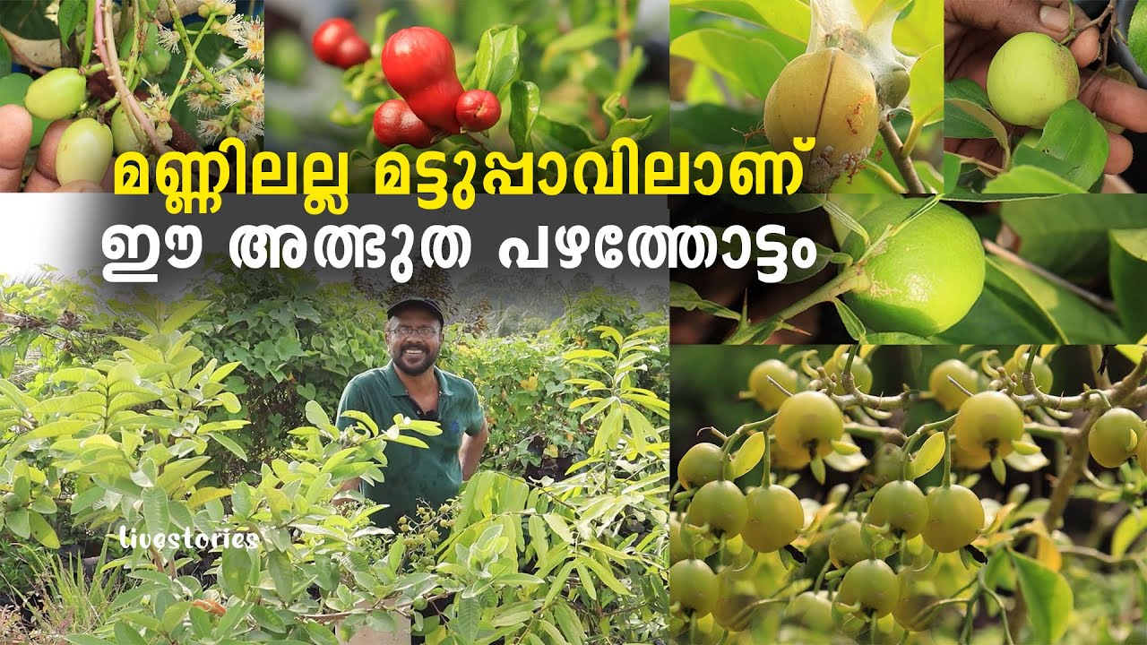 മണ്ണിലല്ല മട്ടുപ്പാവിലാണ് ഈ അത്ഭുത പഴത്തോട്ടം | ടെറസ്സിൽ  വിദേശയിനം പഴച്ചെടികൾ |Terrace Fruit Plants