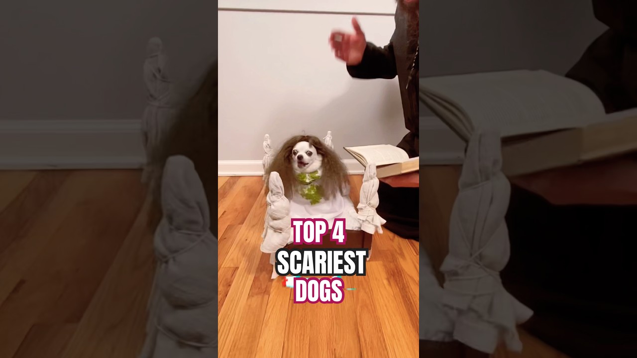 This dog is possessed!😱#animals #dogs #creepy