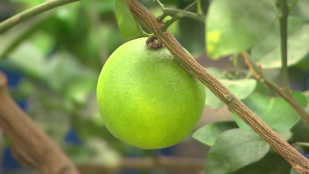 Bahia Rural: Rio de Contas colhe primeira safra de azeitonas do Norte e Nordeste Brasileiro