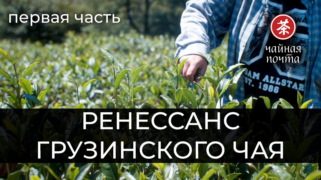 Ренессанс Грузинского Чая (ч. 1) | Высокогорные плантации, молодые бренды, фабрика бабушки Наргизы