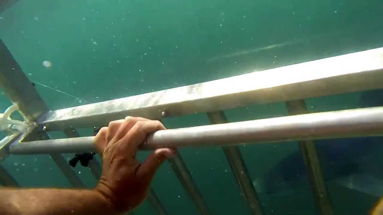 Shark Cage Diving off Martha's Vineyard