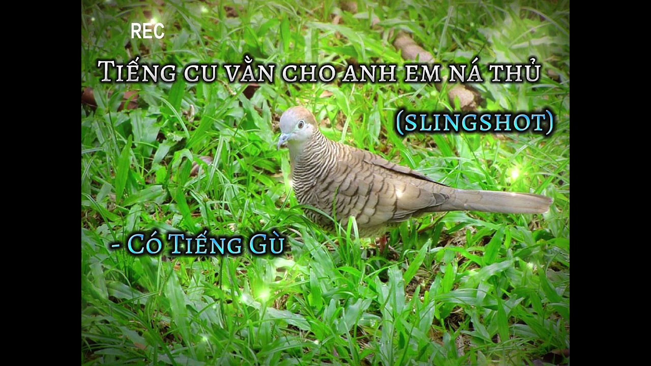 Tiếng Cu Vằn Dành Cho Anh Em Ná Thủ | Nhựt WinD/SlingShot