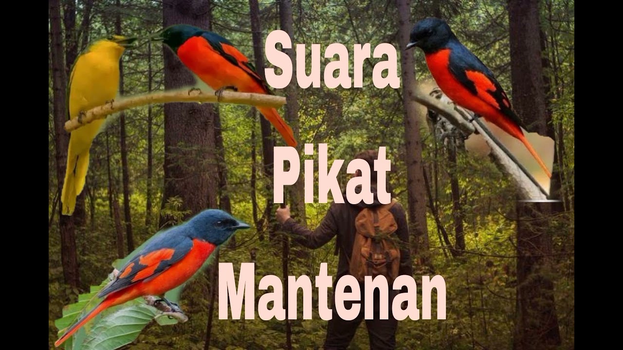 Suara Pikat Mantena