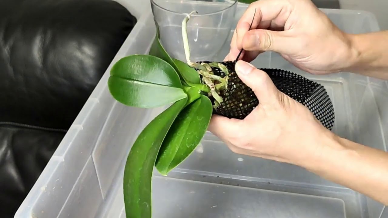 蝴蝶蘭水培掛網合體種植好方法【Vinson Garden 講花經】