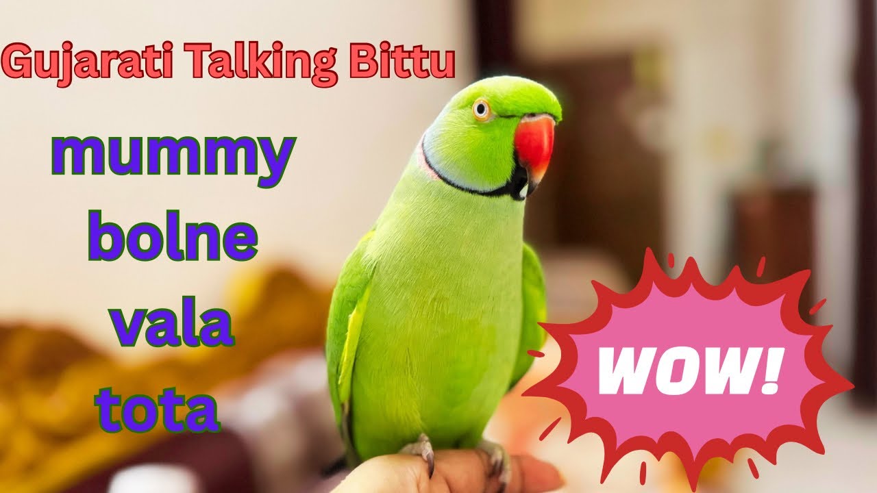 🦜 Aaj Ni Vato Gujarati Talking Parrot Bittu - Mummy mummy bolne vala tota