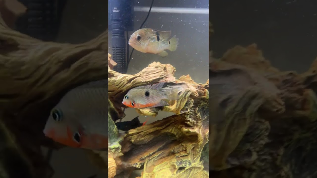 Firemouth Cichlid