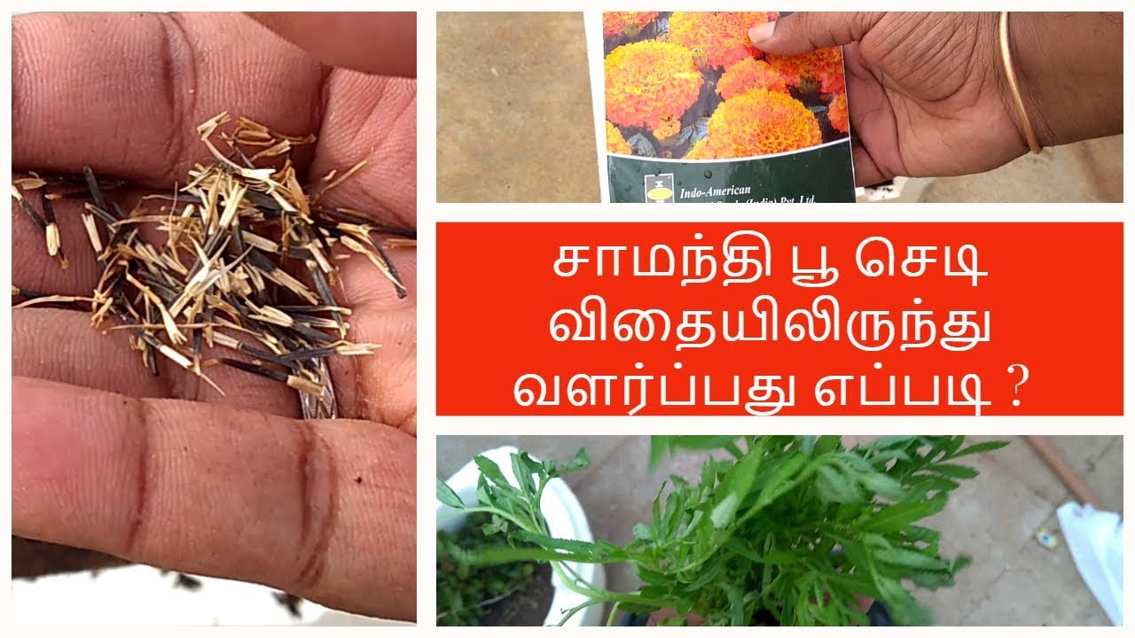 சாமந்தி  பூ செடி விதையிலிருந்து  வளர்ப்பது எப்படி | Growing marigold from seed