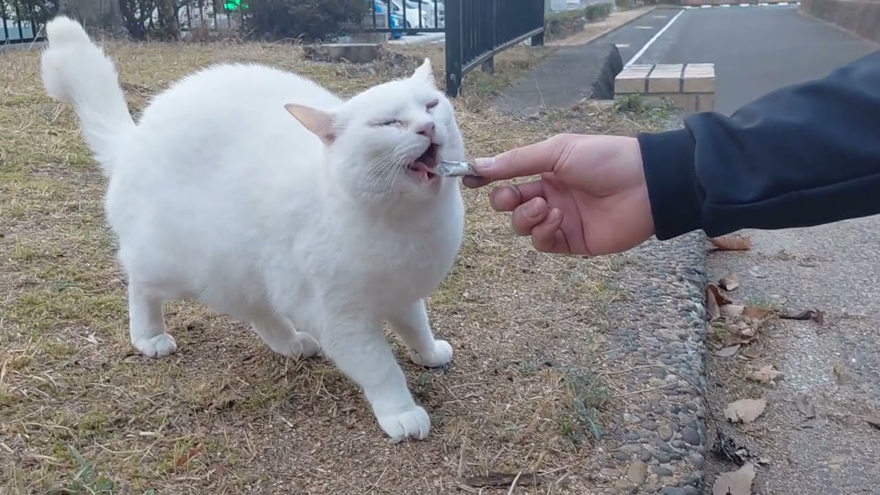 一周終え戻ると落ち葉🍂ベッドには居なかったまん丸ちゃん&ミィちゃん❗ミィちゃんお見送りに出てきてくれました❗キビナゴ良かったね！白ちゃんも登場❗お兄さんからキビナゴ🐟良かったニャー♥️