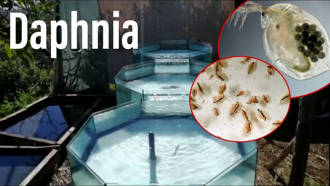 Allevamento DAPHNIA - allevare cibo vivo, ep.1