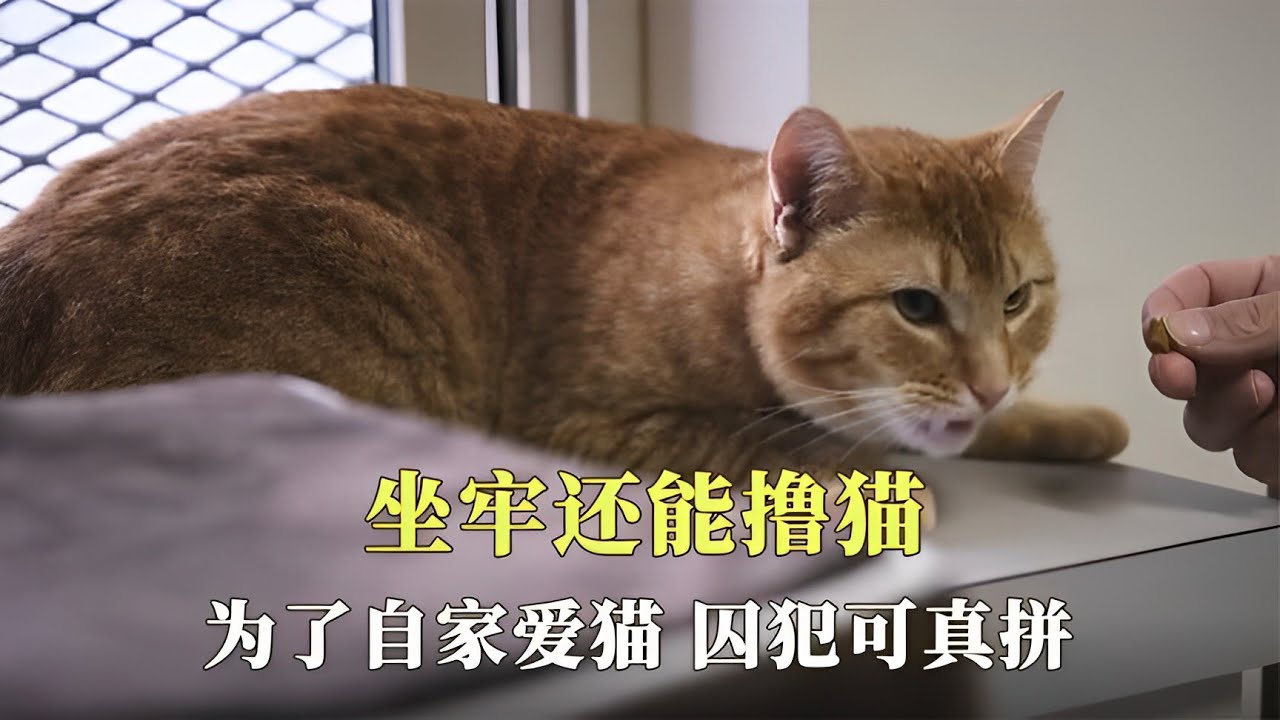 坐牢还能撸猫，美国一监狱集体养起猫，为了自家爱猫，囚犯可真拼【西风探瘦马】