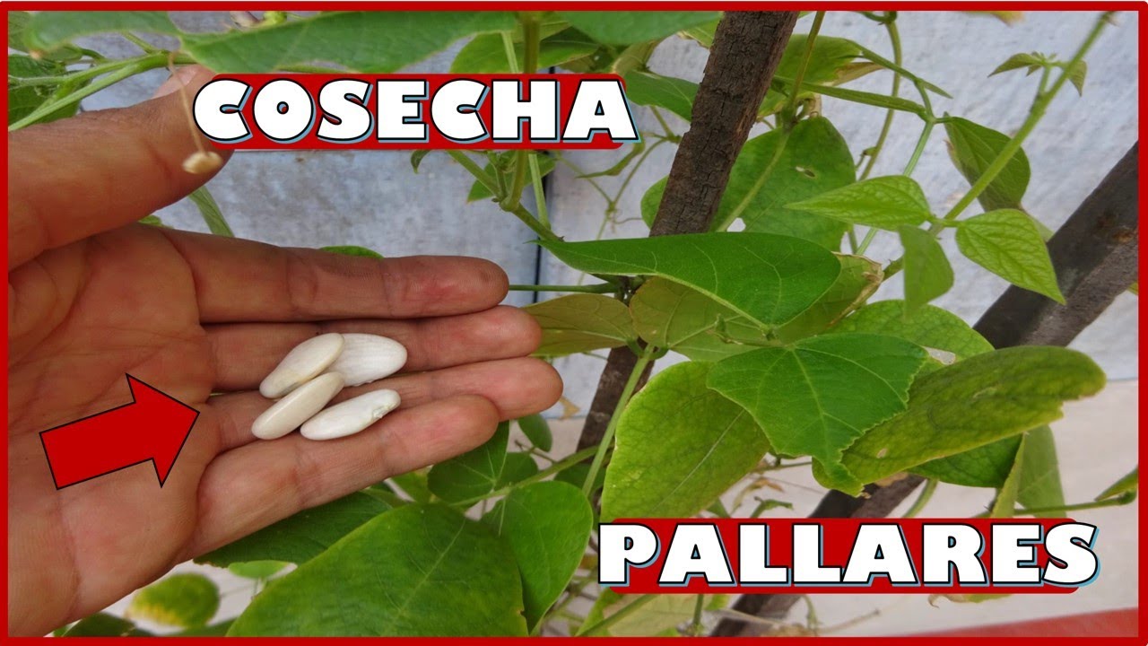 APRENDE A COSECHAR FRIJOLES PALLARES EN VAINAS O EN GRANOS VERDES