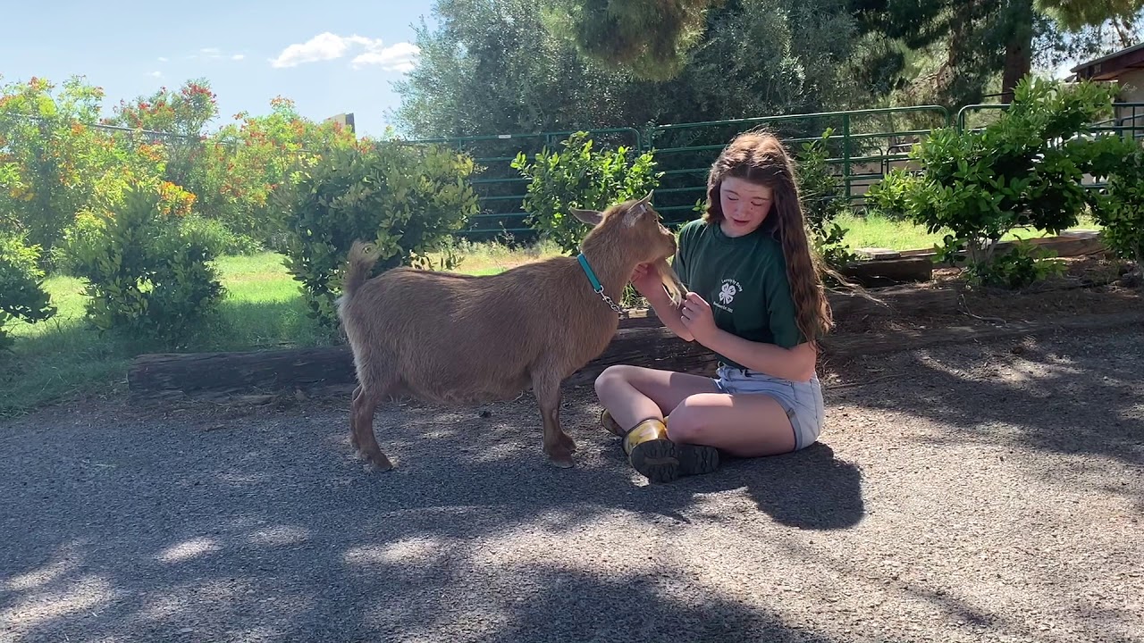 4-H How to: Show Goats