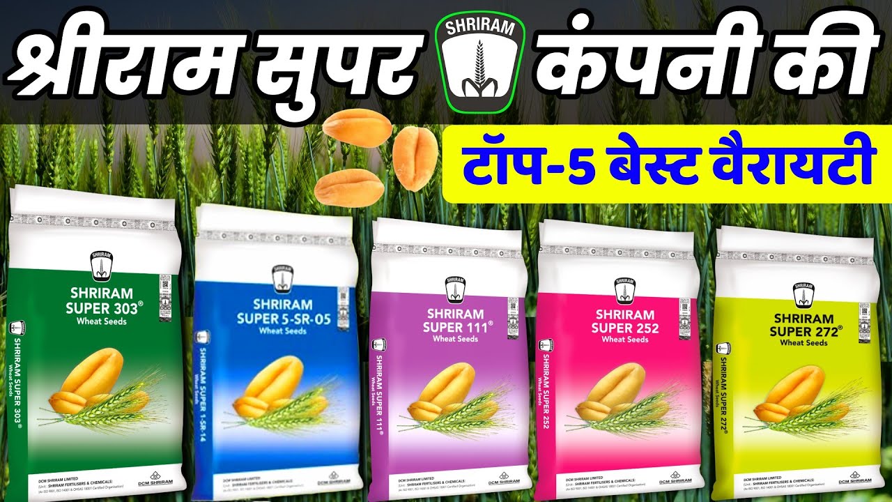 Shriram Super Gehun TOP 5 Variety🌾श्रीराम सुपर  कंपनी🌱Shriram Super Wheat, Gehu ki Best variety 2024