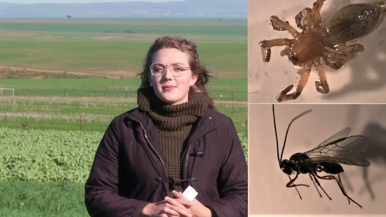 Amandrie Louw – Arthropod dynamics within annual crop rotations in the Western Cape