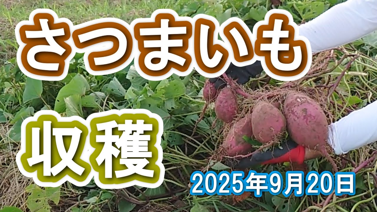 【自然農】さつまいもの収穫