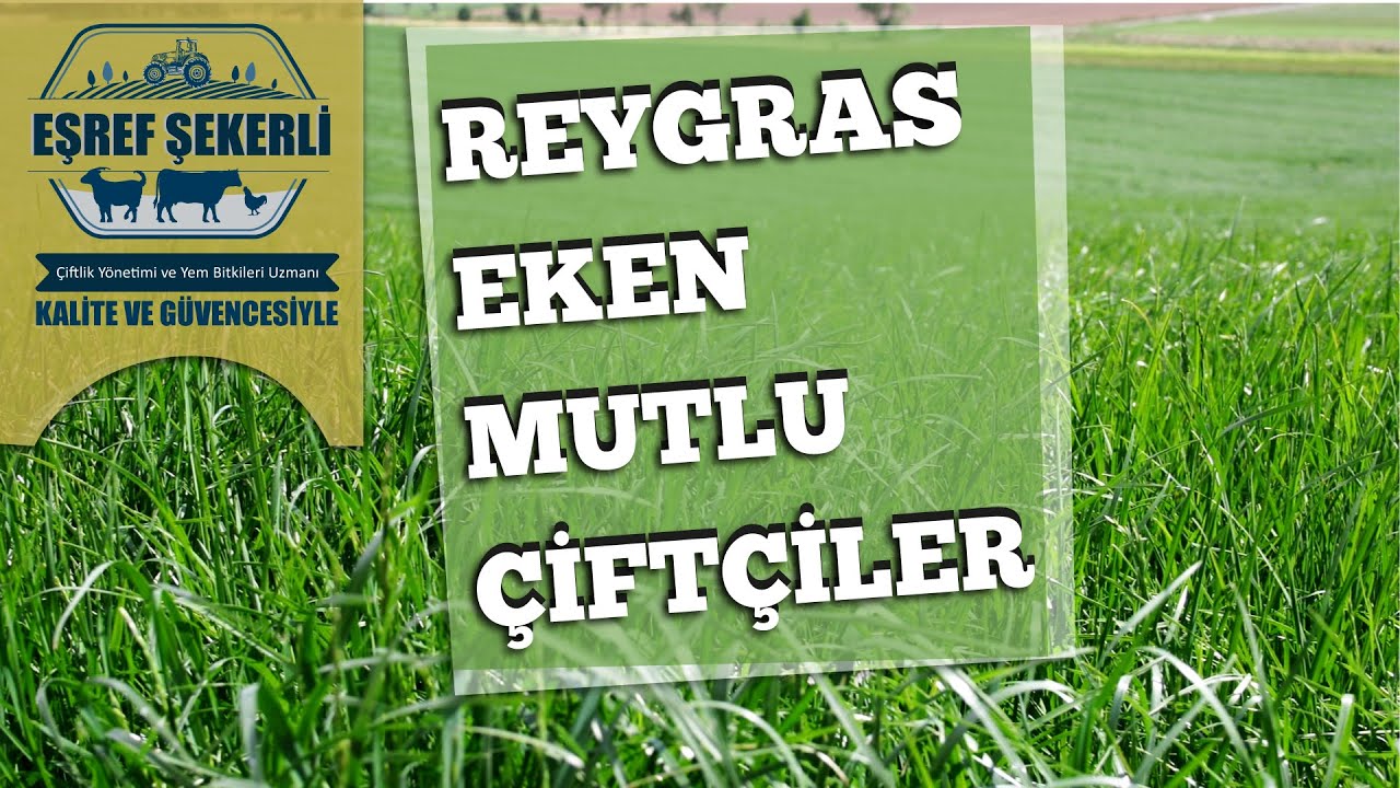 Reygras Eken Mutlu Çiftçiler - Adnan Çakmak - Beypazarı/ Ankara #Reygras