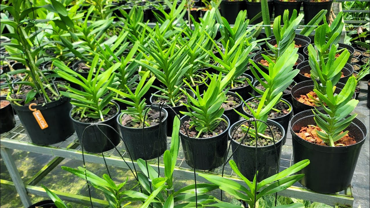 LAN TRỤI LÁ - NGỦ THÌ TƯỚI BÓN NHƯ THẾ NÀO? Mùa này chăm lan như thế nào?