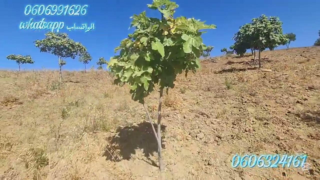 قطعة ارضيه ملكية هكتار مغروسة بالاشجار الزيتون والكرموص واصلا الطريق في الزميج نواحي طنجة 