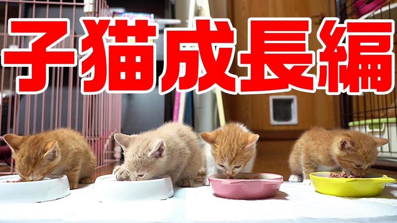 赤ちゃんを身ごもった野良猫親子の保護記録③　子猫成長編