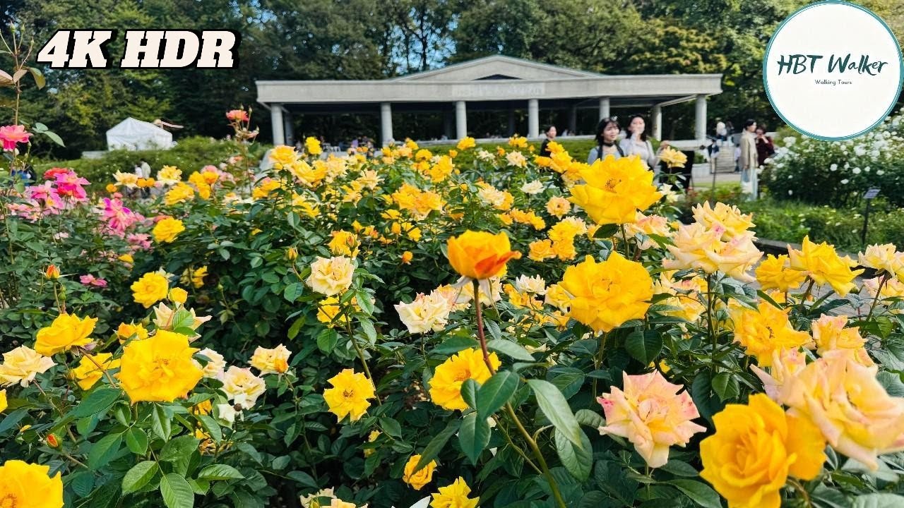 Tokyo Rose Garden 2025｜Best Flower Park in Japan｜Jindaishokubutsu 4K HDR