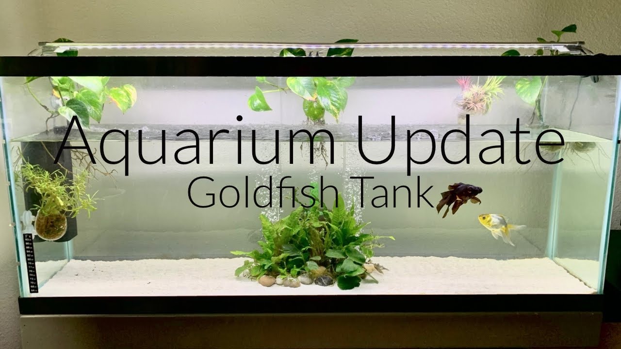 Goldfish Filter Setup // Aqueon Quietflow Internal Power Filter // Aquatic Plants & Tankery