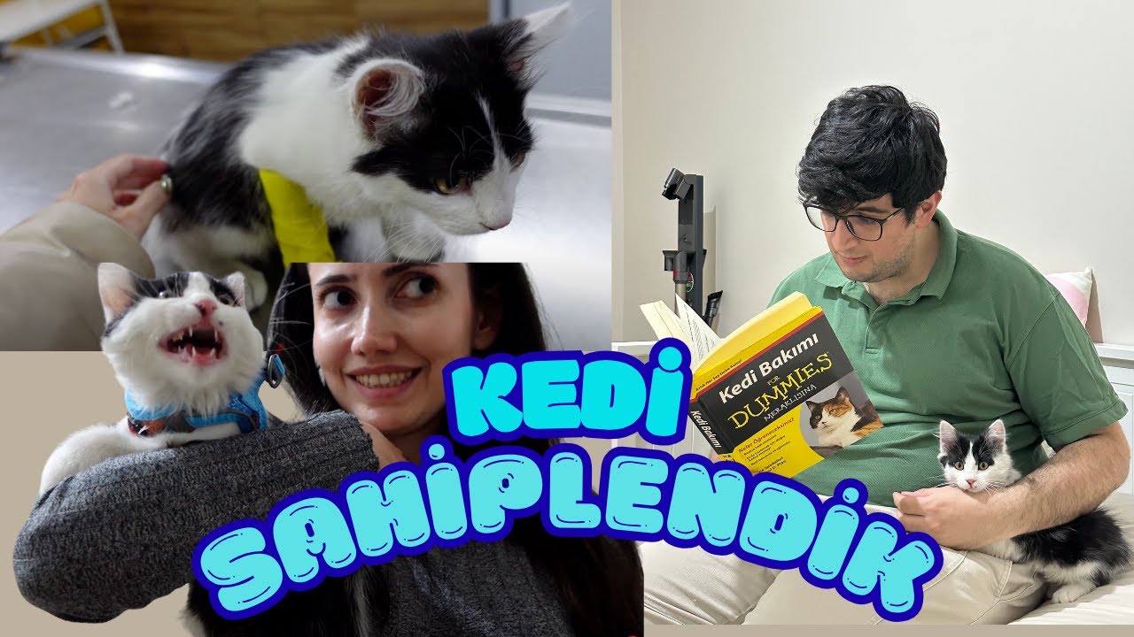 Мы взяли кошку с улицы 🐾 | Первый день, видеоблог о ветеринаре и покупках