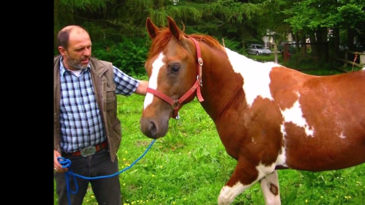 Shadow - Long Road Rising (Cody`s Red Shadow) - Thomas Judge #germany #horsemanship #horse