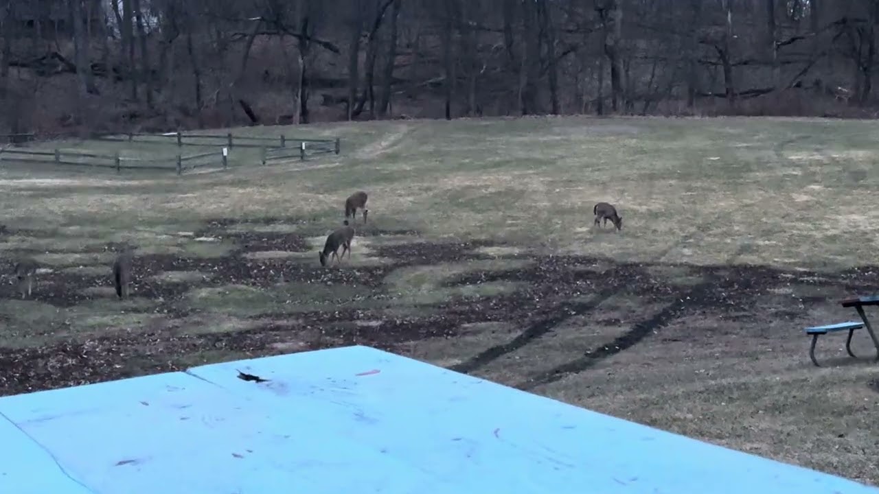 Illinois Wildlife - Whitetail Deer Out To Feed! 