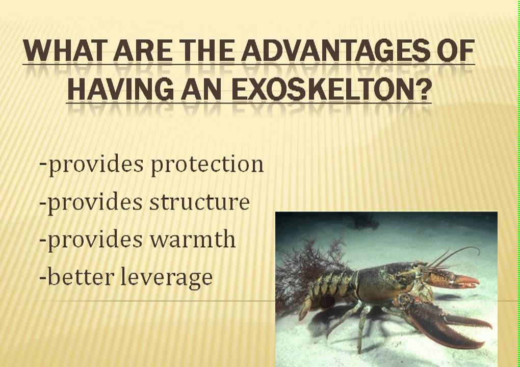 What are the advantages and disadvantages of having an exoskeleton?