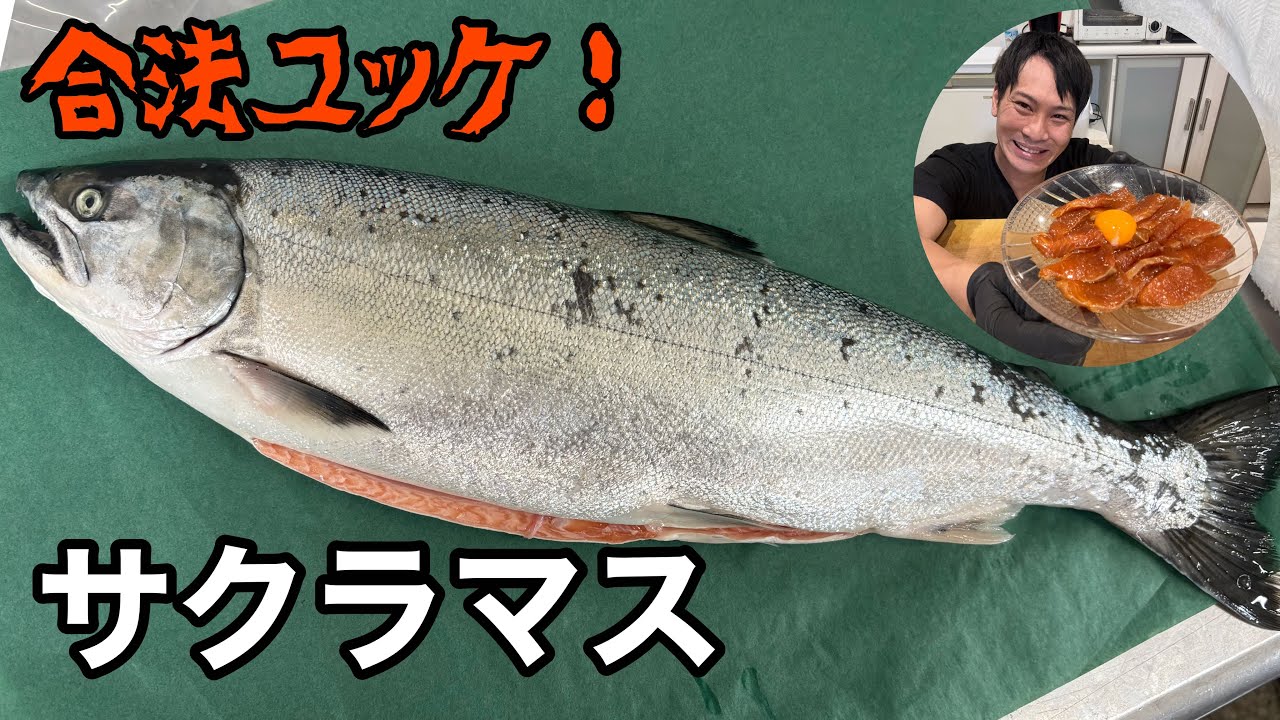 【サクラマス】を捌いて作る合法ユッケが美味すぎる！（綺麗な捌き方、食べ方）