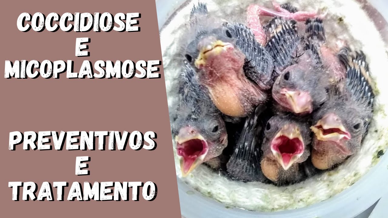 Coccidiose e Micoplasmose - Preventivos