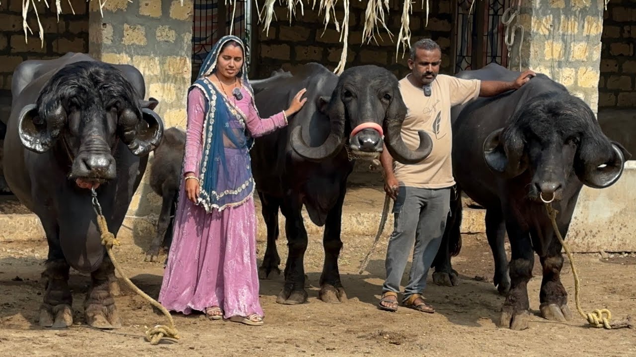 10 टॉप हाथी जैसी जाफराबादी भैंस का फार्म गुजरात 140 लीटर 1दिन का दूध होता हैं 3 लाख रुपए तक