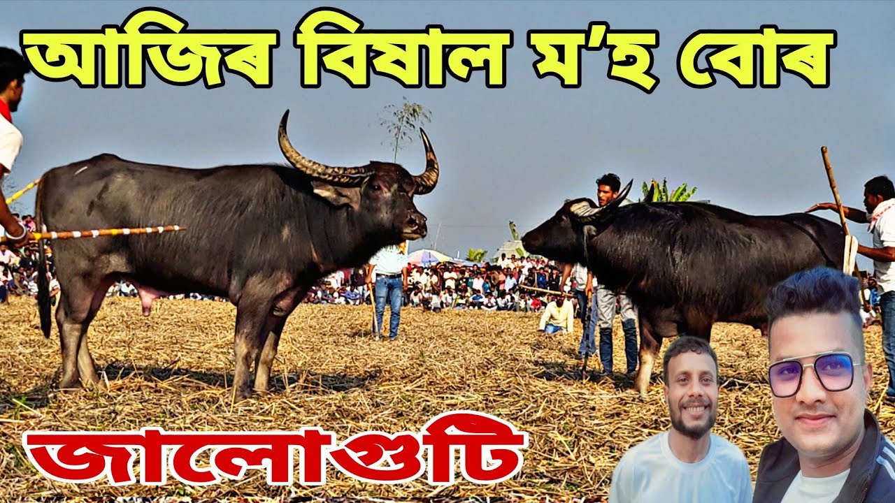 JALUGUTI MOHJUJ #mohjuj #mrblackextra #mrblack 