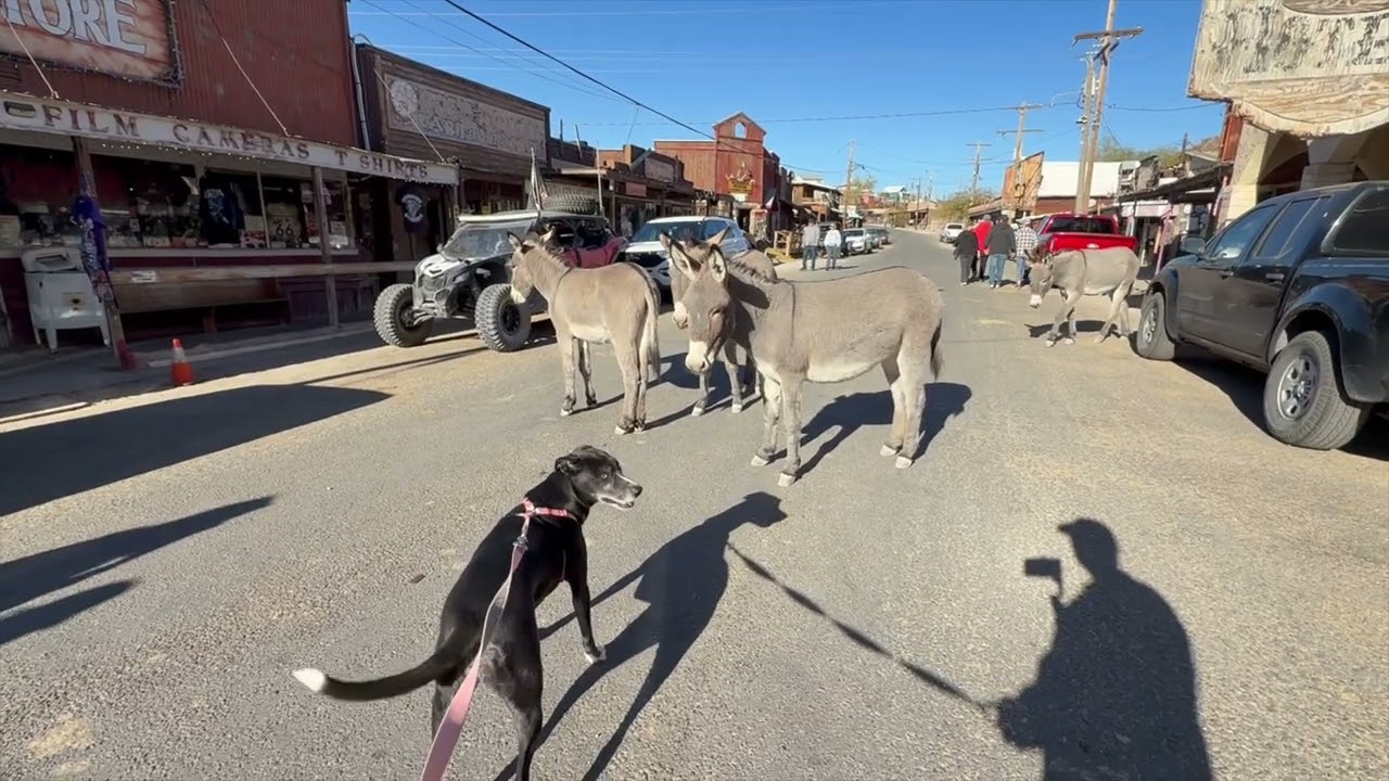 A Walk Through Oatman, AZ